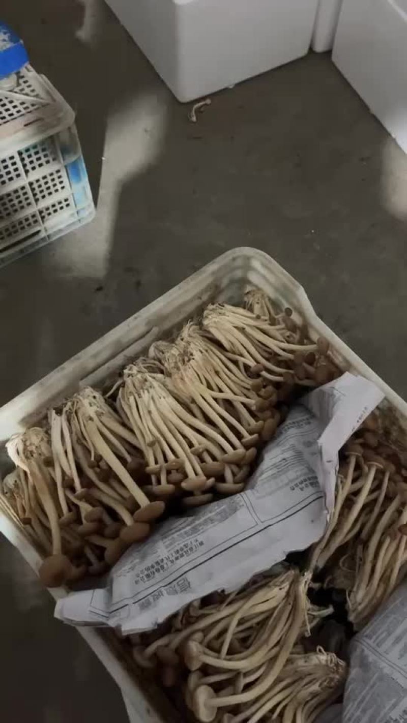 古田茶树菇