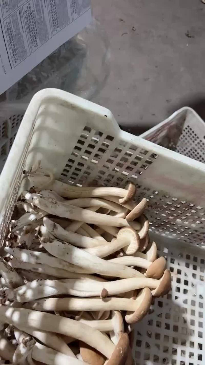 古田茶树菇