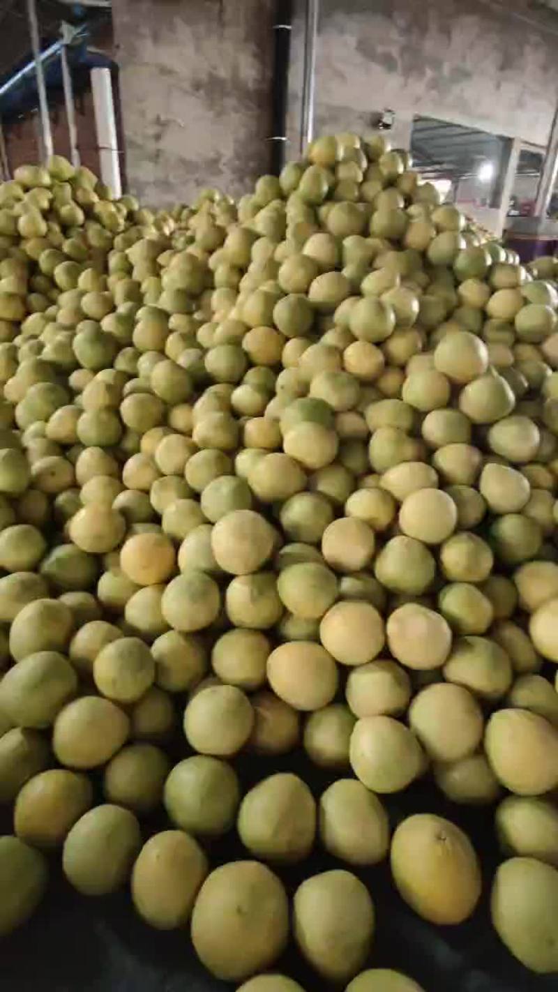 红心柚三红柚支持一件代发