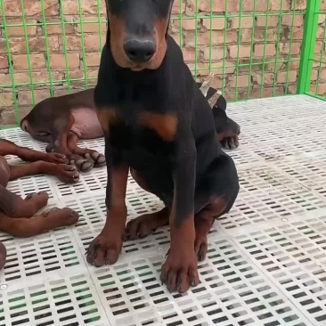 杜宾犬