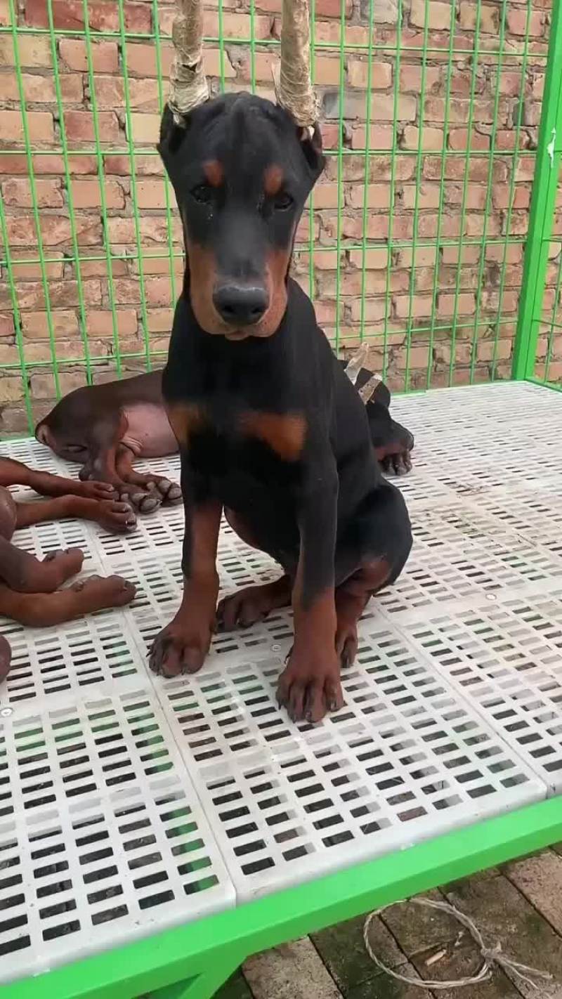 杜宾犬