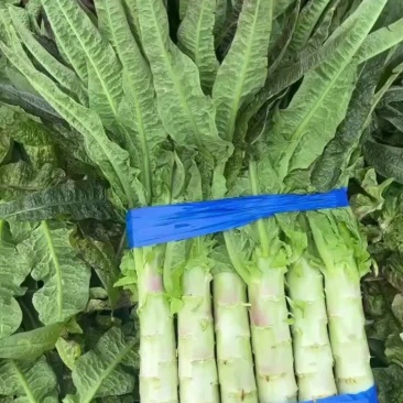 四川精品红尖叶
