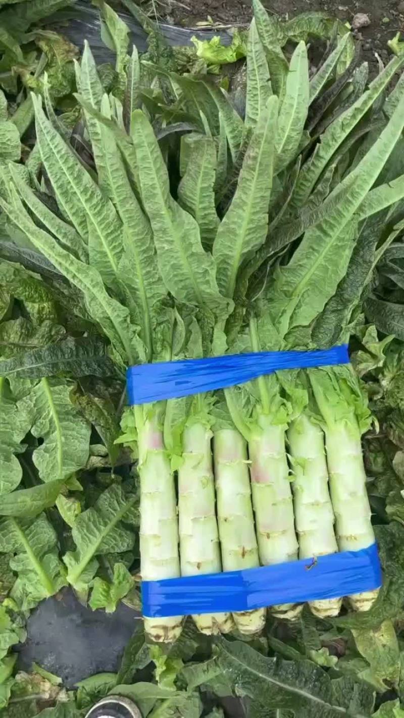 四川精品红尖叶