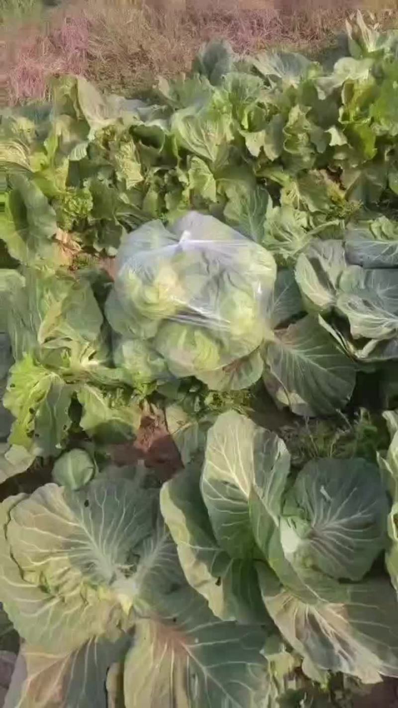 甘蓝
