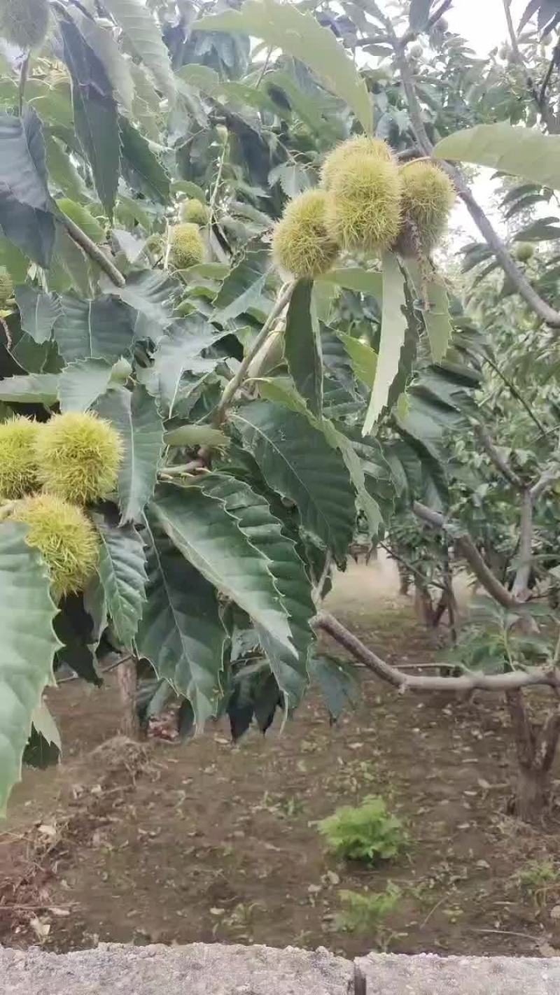 遵化中前期3113小标，