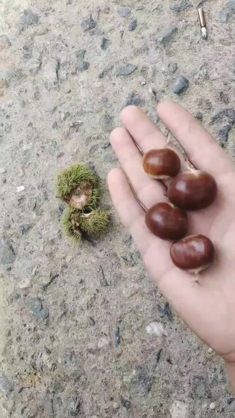 遵化中前期3113小标，