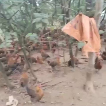 江西崇仁麻鸡土鸡