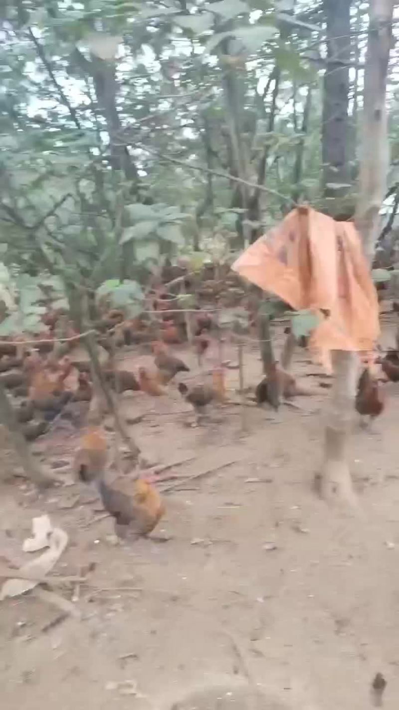江西崇仁麻鸡土鸡