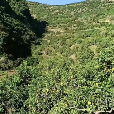 纽荷尔脐橙，自产自销，代办