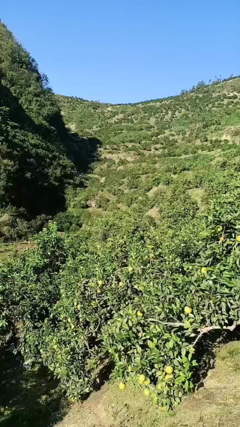 纽荷尔脐橙，自产自销，代办