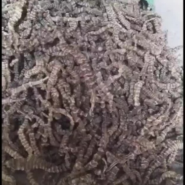 虫草参