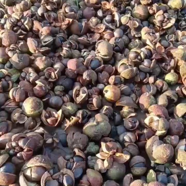 野茶籽/产地直聘品质好需要的老板电话联系