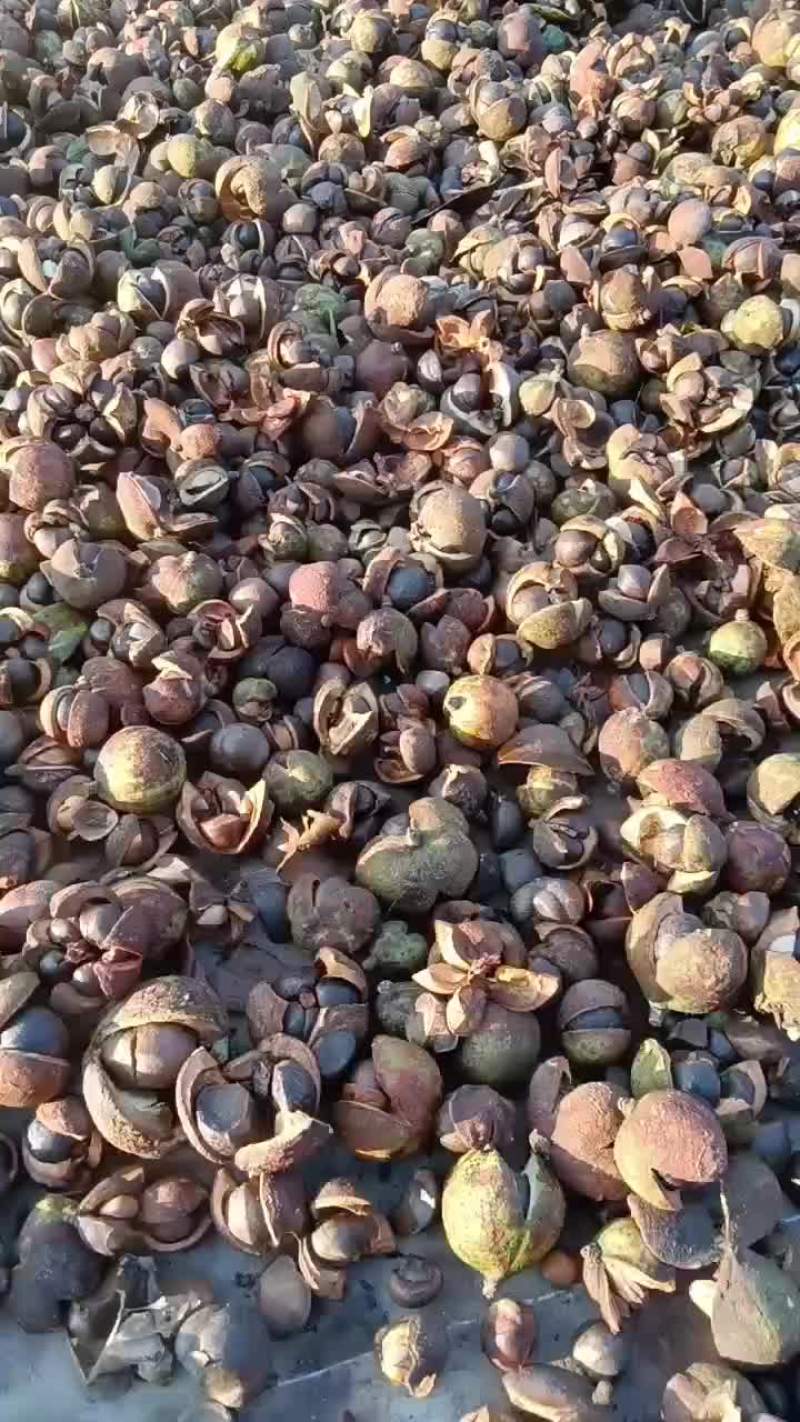 野茶籽/产地直聘品质好需要的老板电话联系