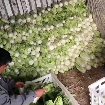 娃娃菜