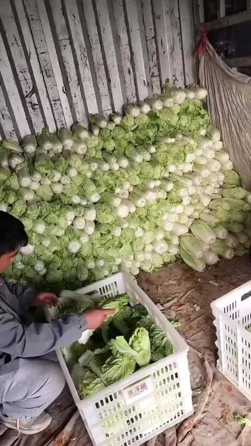 娃娃菜