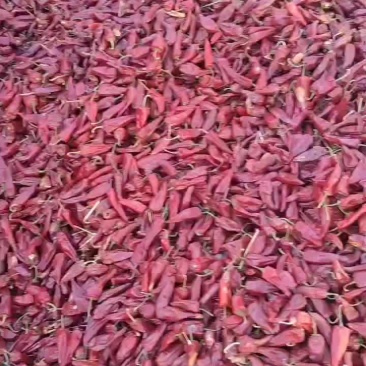 北京红辣椒