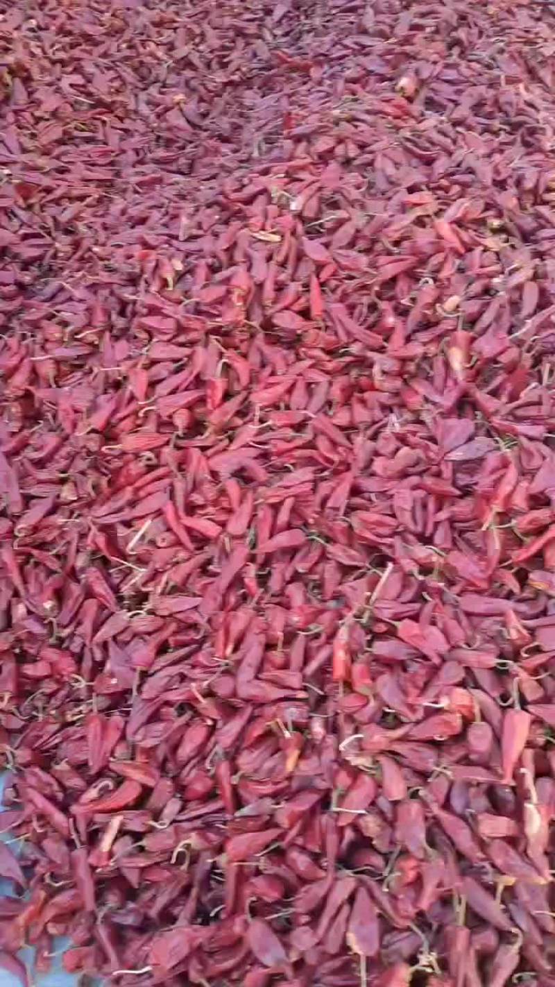 北京红辣椒