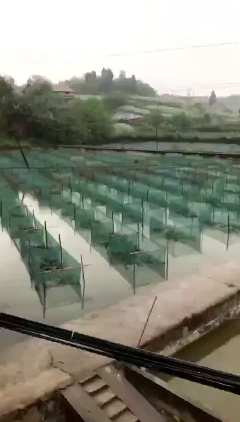 出售训口黄鳝苗，提供技术，货到付款