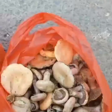 野生枞树菌