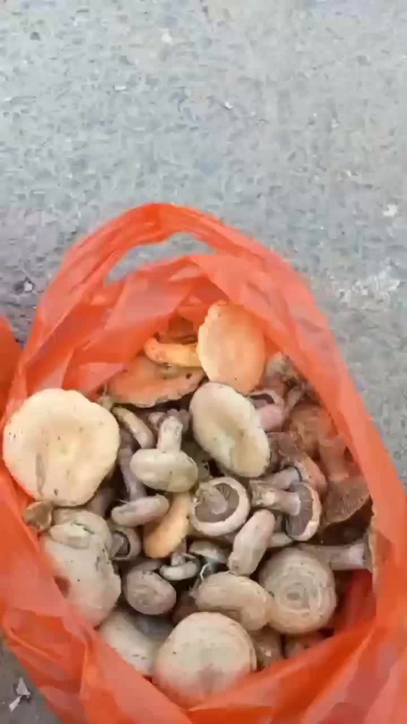 野生枞树菌