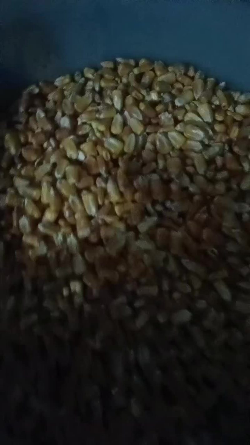出售吉林精品养殖玉米