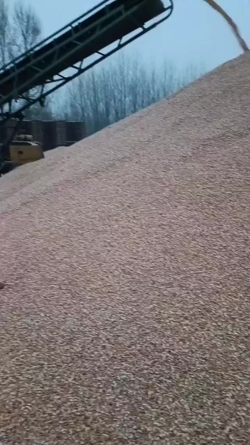 出售吉林精品养殖玉米