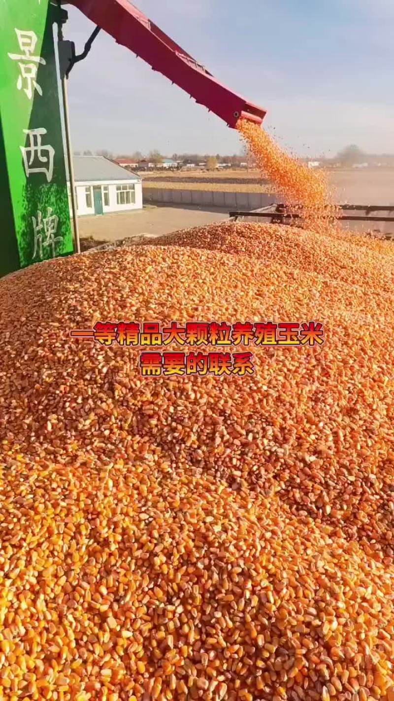 出售吉林精品养殖玉米