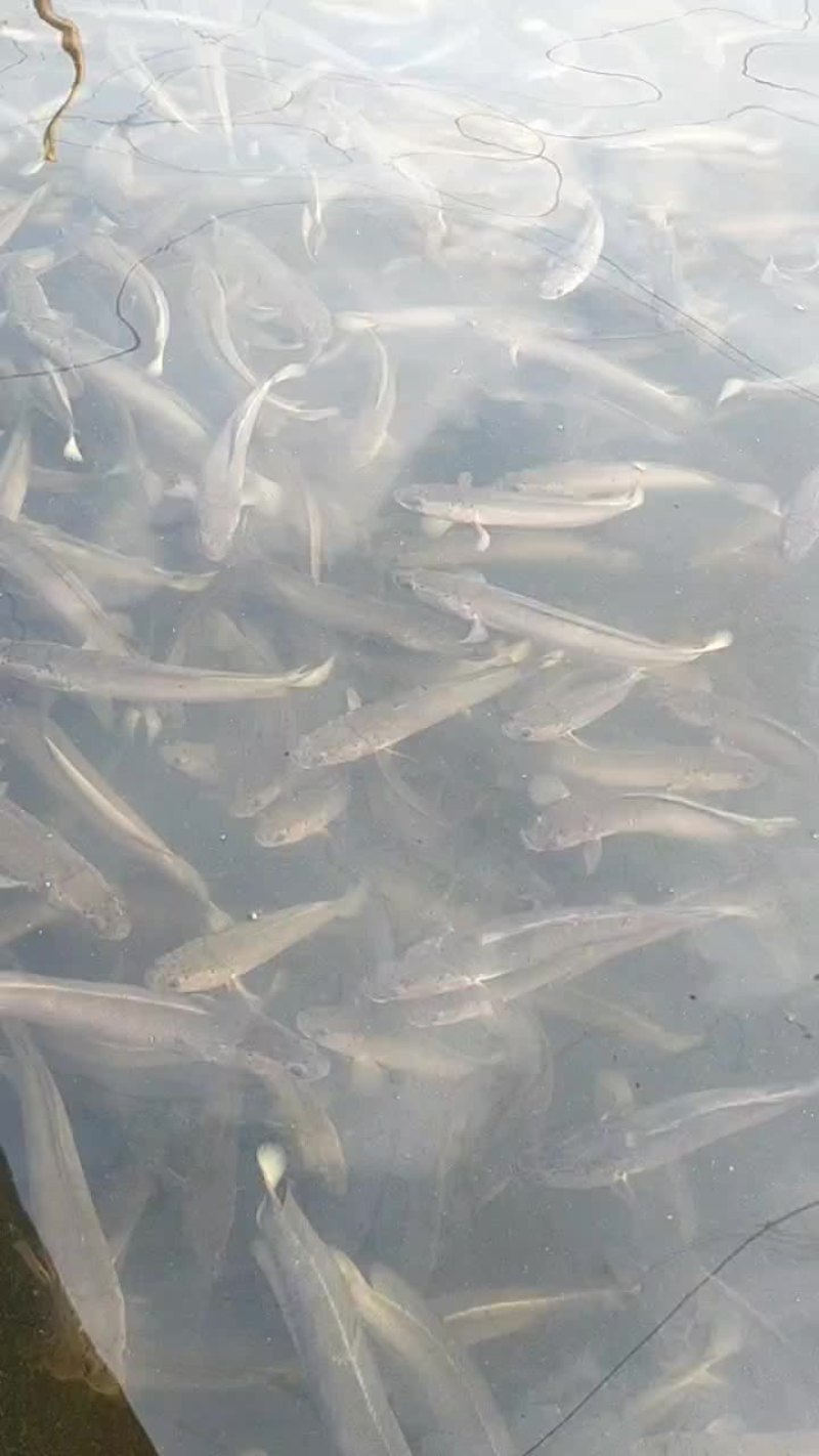 白乌鱼