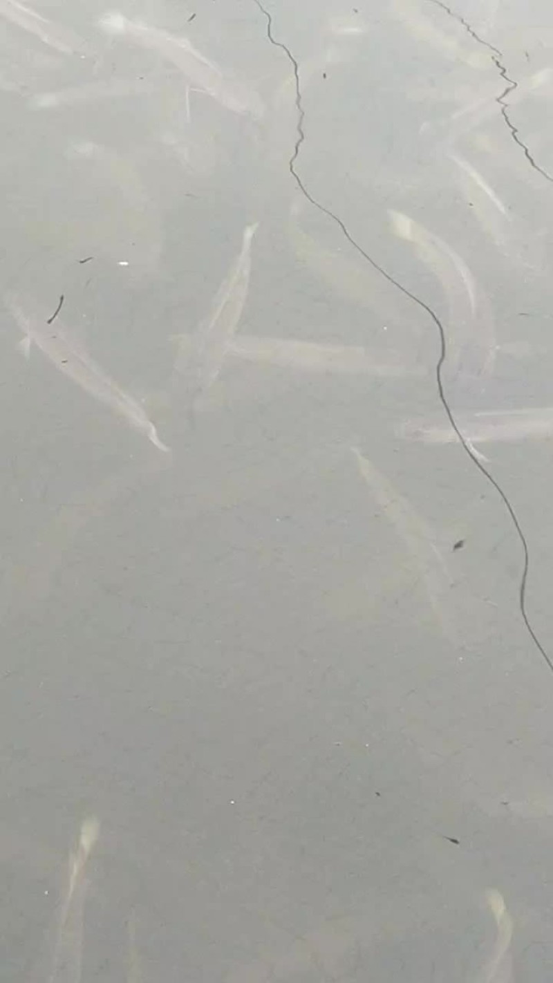 白乌鱼