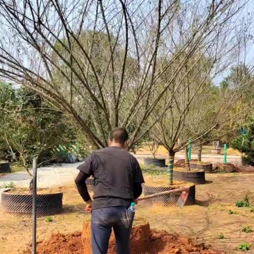 江西红梅，产地直发。货源充足，可视频看货，欢迎老板采购