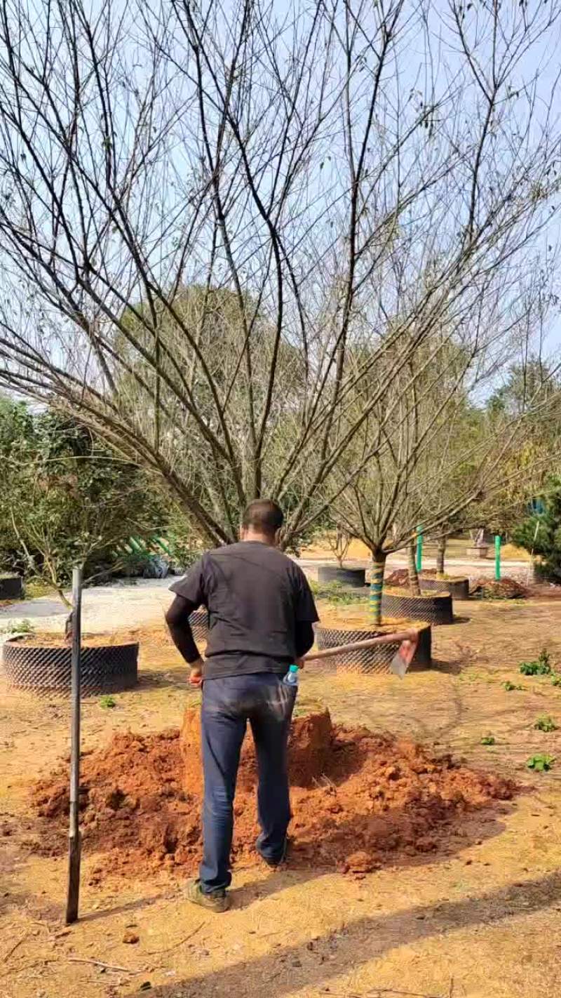 江西红梅，产地直发。货源充足，可视频看货，欢迎老板采购