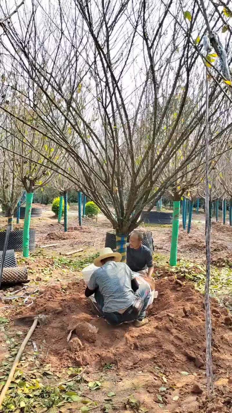 江西红梅，产地直发。货源充足，可视频看货，欢迎老板采购