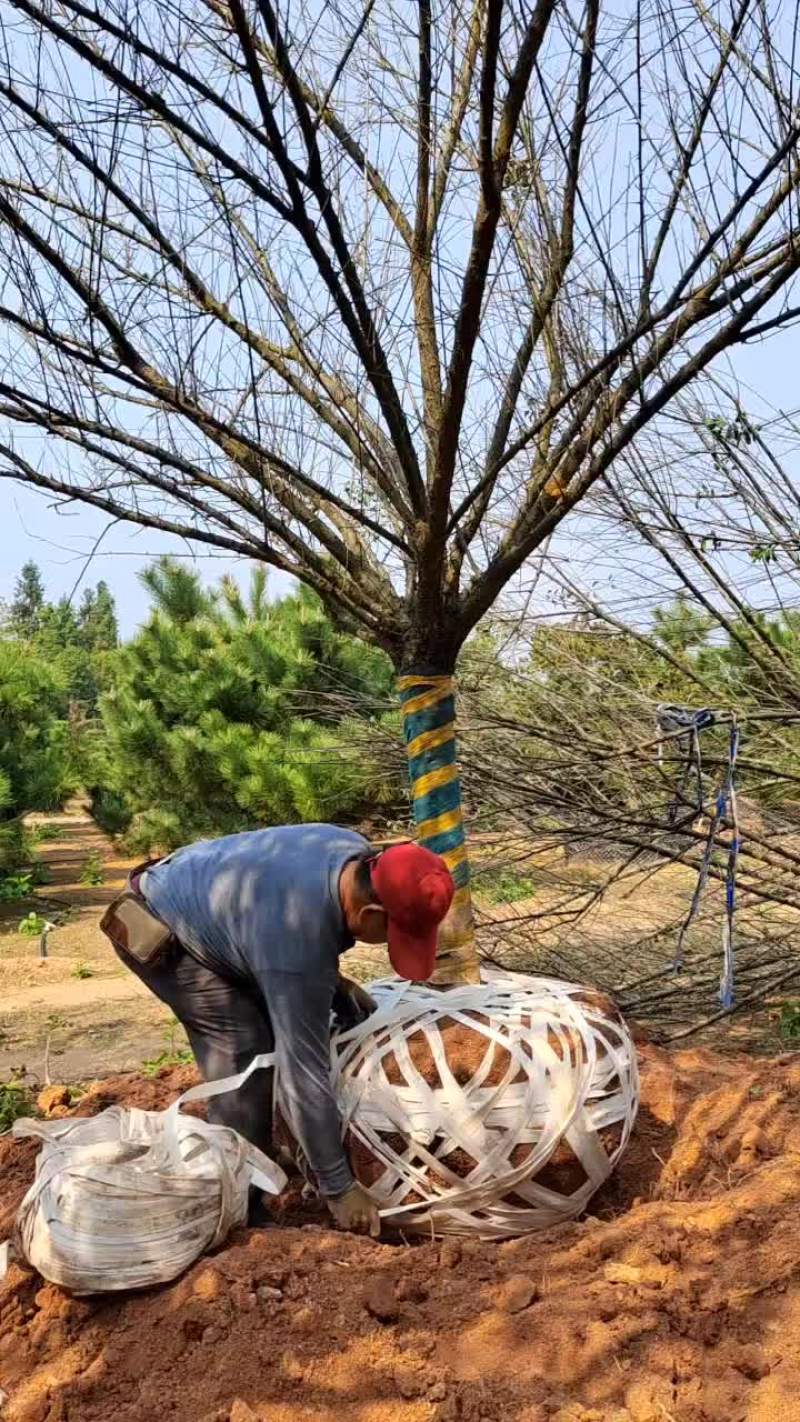 江西红梅，产地直发。货源充足，可视频看货，欢迎老板采购