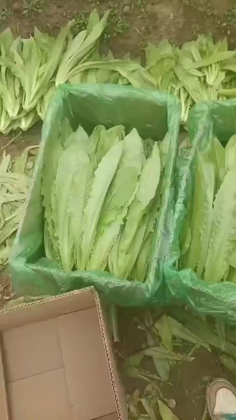 油麦