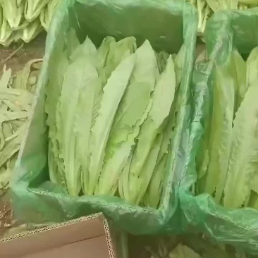 油麦
