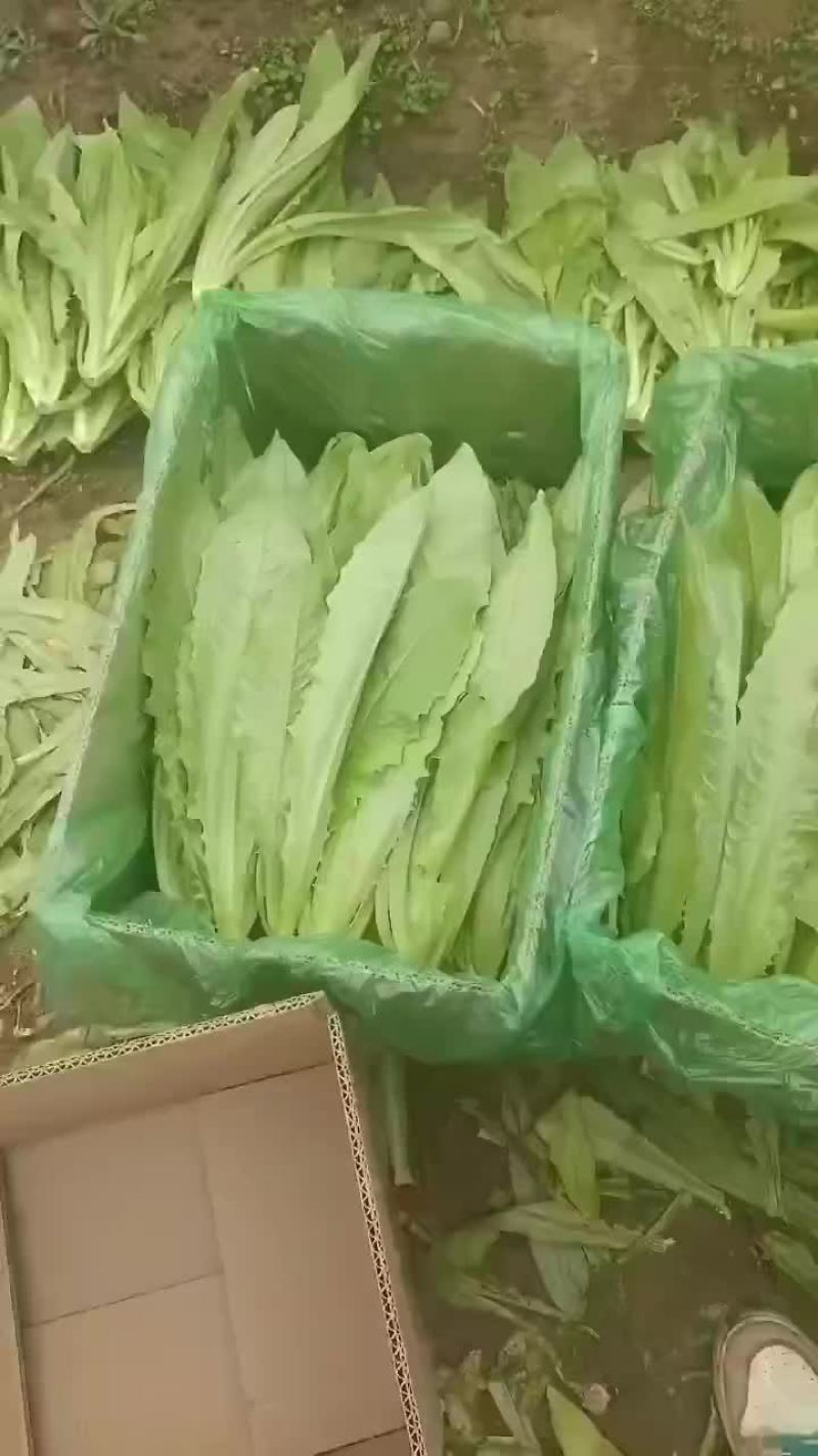 油麦