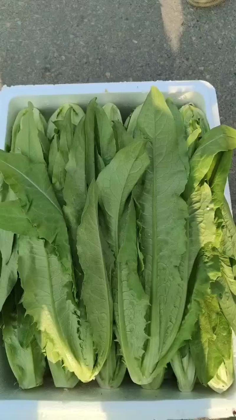 油麦