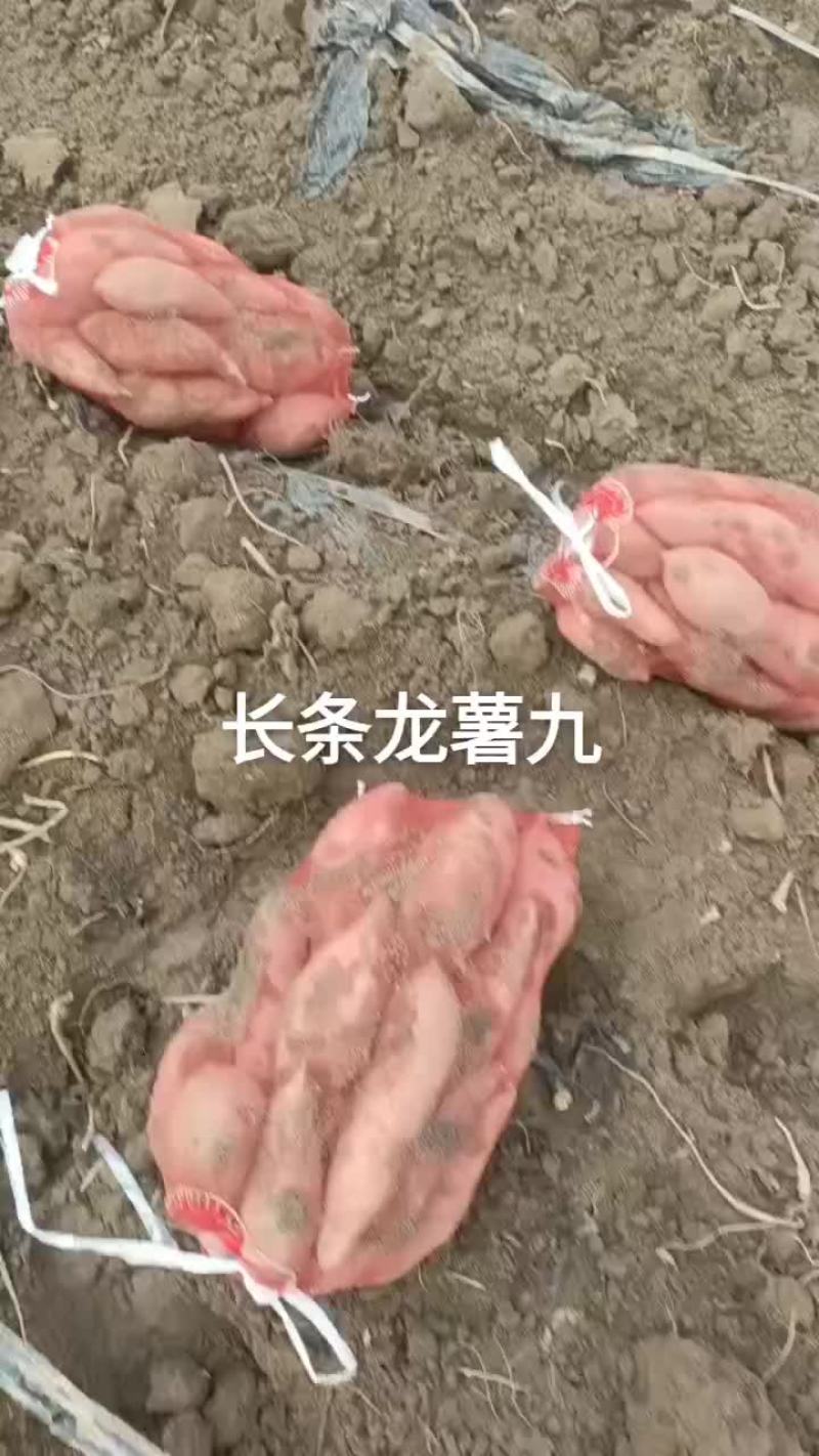 山东省夏津县十五里铺赵吉良欢迎新老客户前来选购