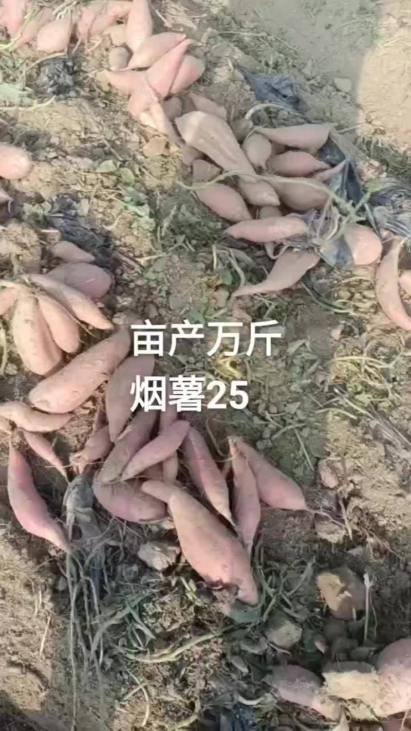 山东省夏津县十五里铺赵吉良欢迎新老客户前来选购