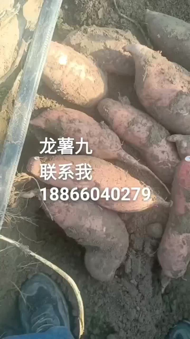 山东省夏津县十五里铺赵吉良欢迎新老客户前来选购