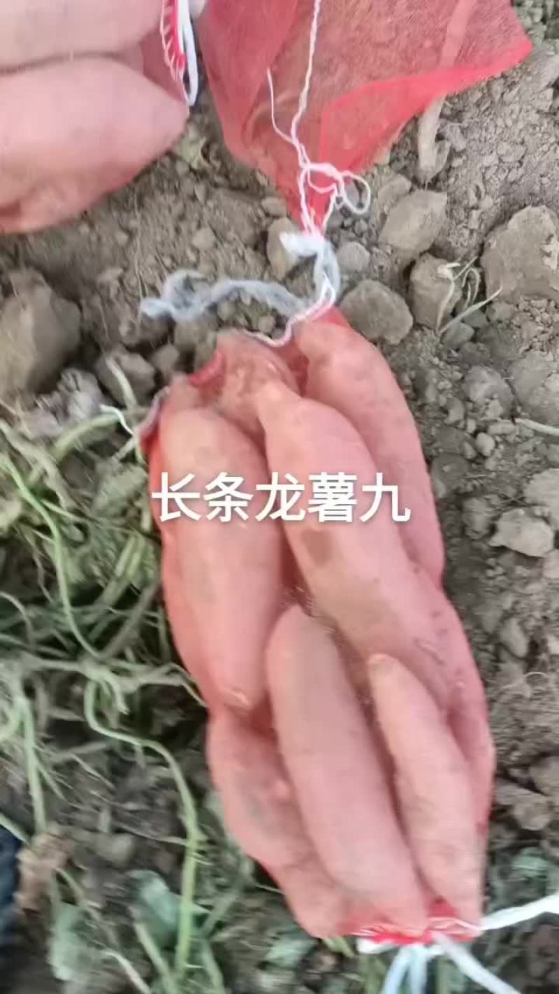 山东省夏津县十五里铺赵吉良欢迎新老客户前来选购