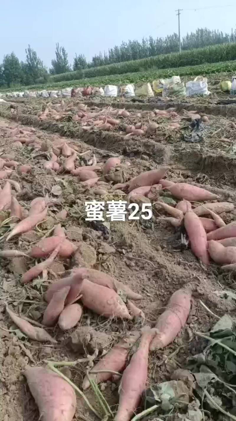 山东省夏津县十五里铺赵吉良欢迎新老客户前来选购