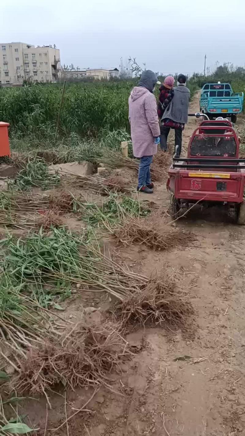 新品种桃树苗开始发货啦，保证纯度