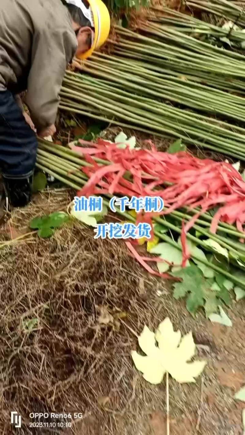 油桐（千年桐）