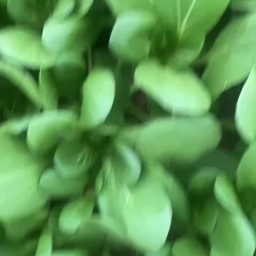 上海青