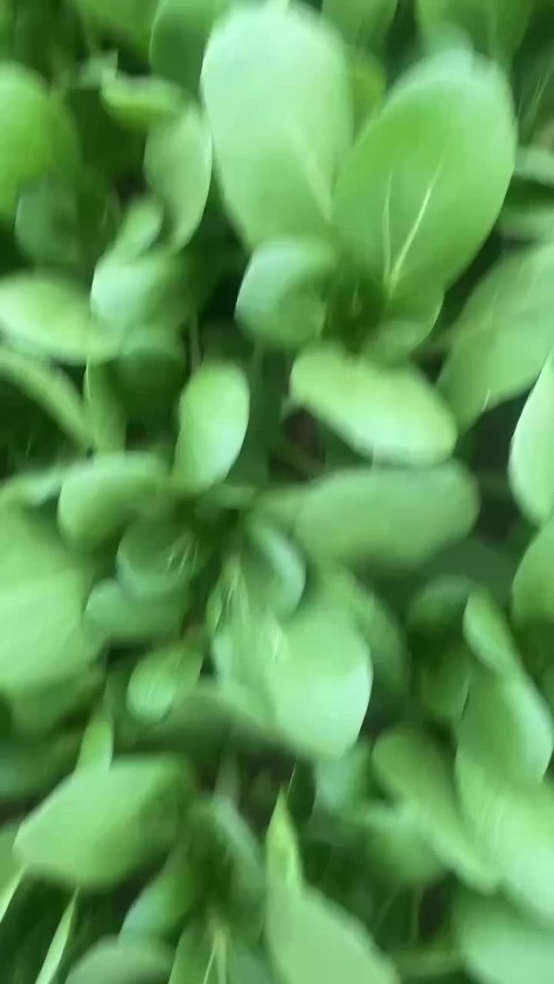 上海青