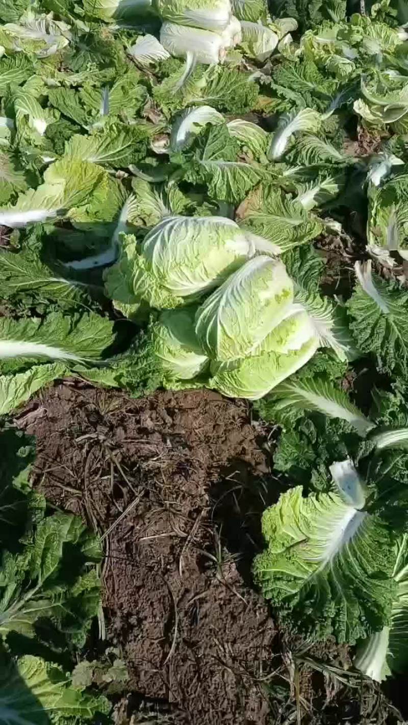 大白菜