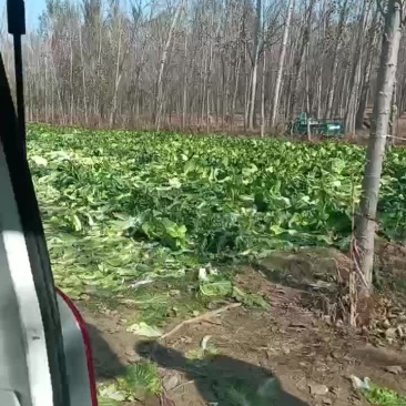 大白菜