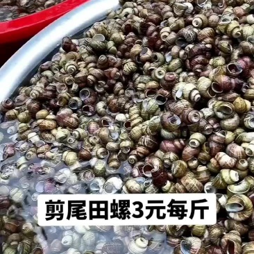 剪尾田螺3元每斤。包邮到家，农村新鲜小田螺泥螺小泥螺螺蛳