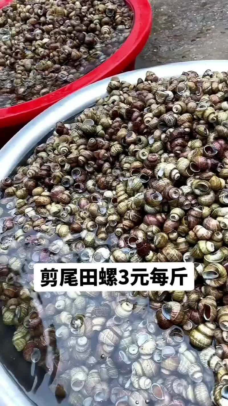 剪尾田螺3元每斤。包邮到家，农村新鲜小田螺泥螺小泥螺螺蛳